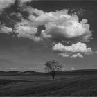 Baum im Feld