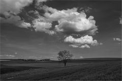 Baum im Feld