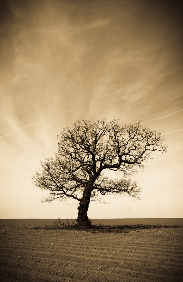 Baum im Feld