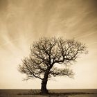 Baum im Feld