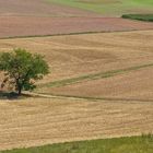 Baum im Feld