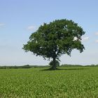 Baum im Feld