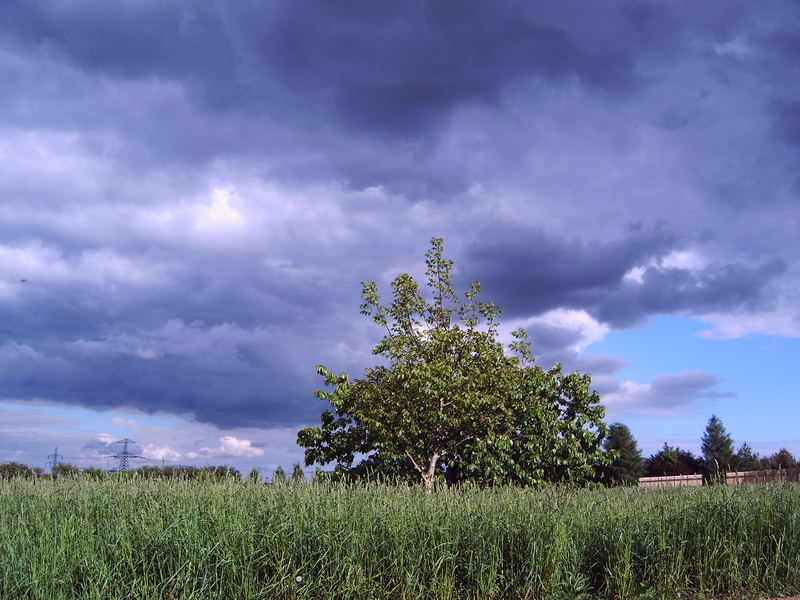 Baum im Feld