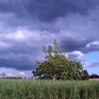 Baum im Feld