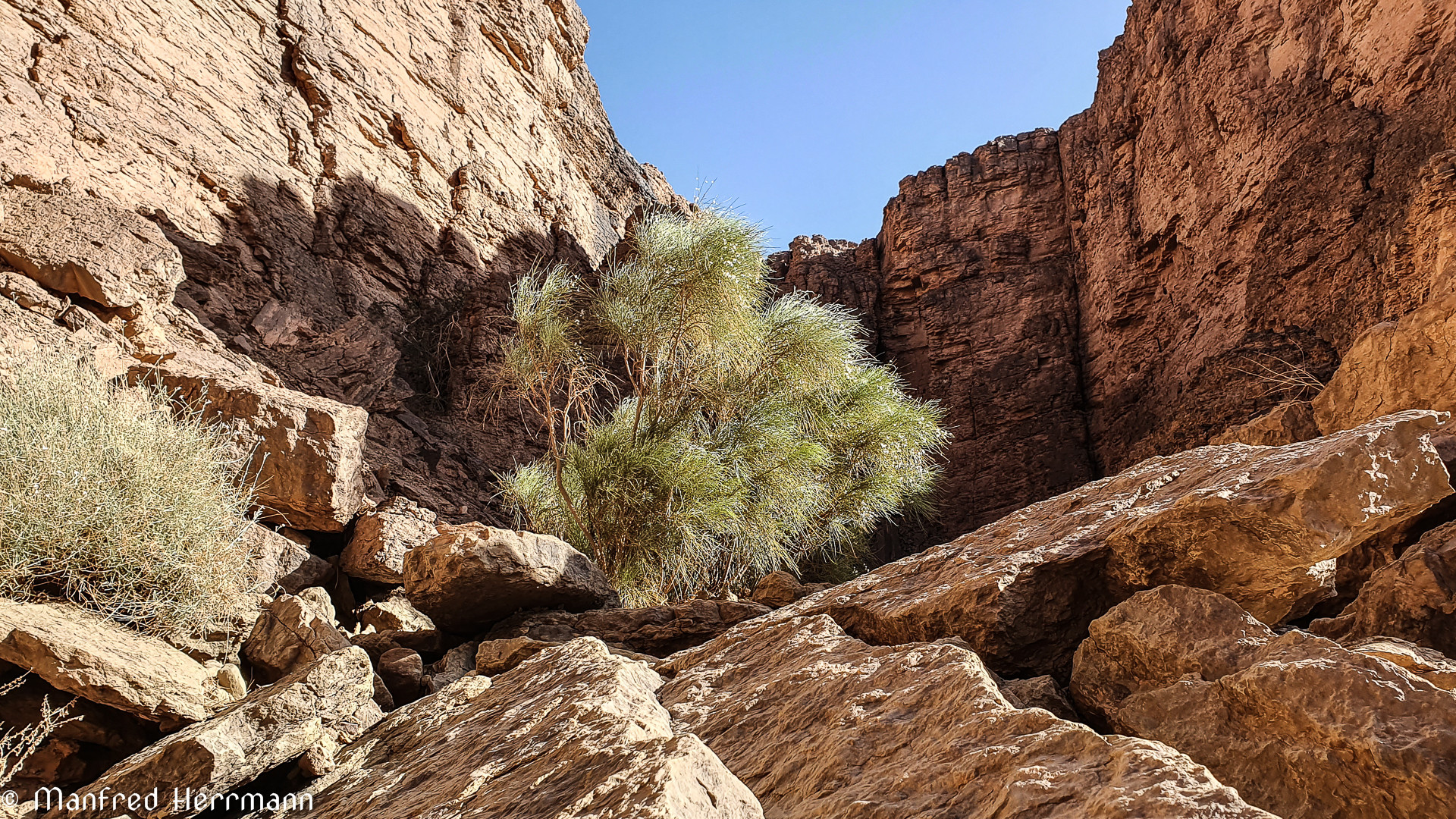 Baum im Fels