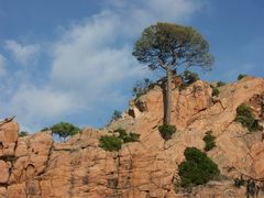 Baum im Fels