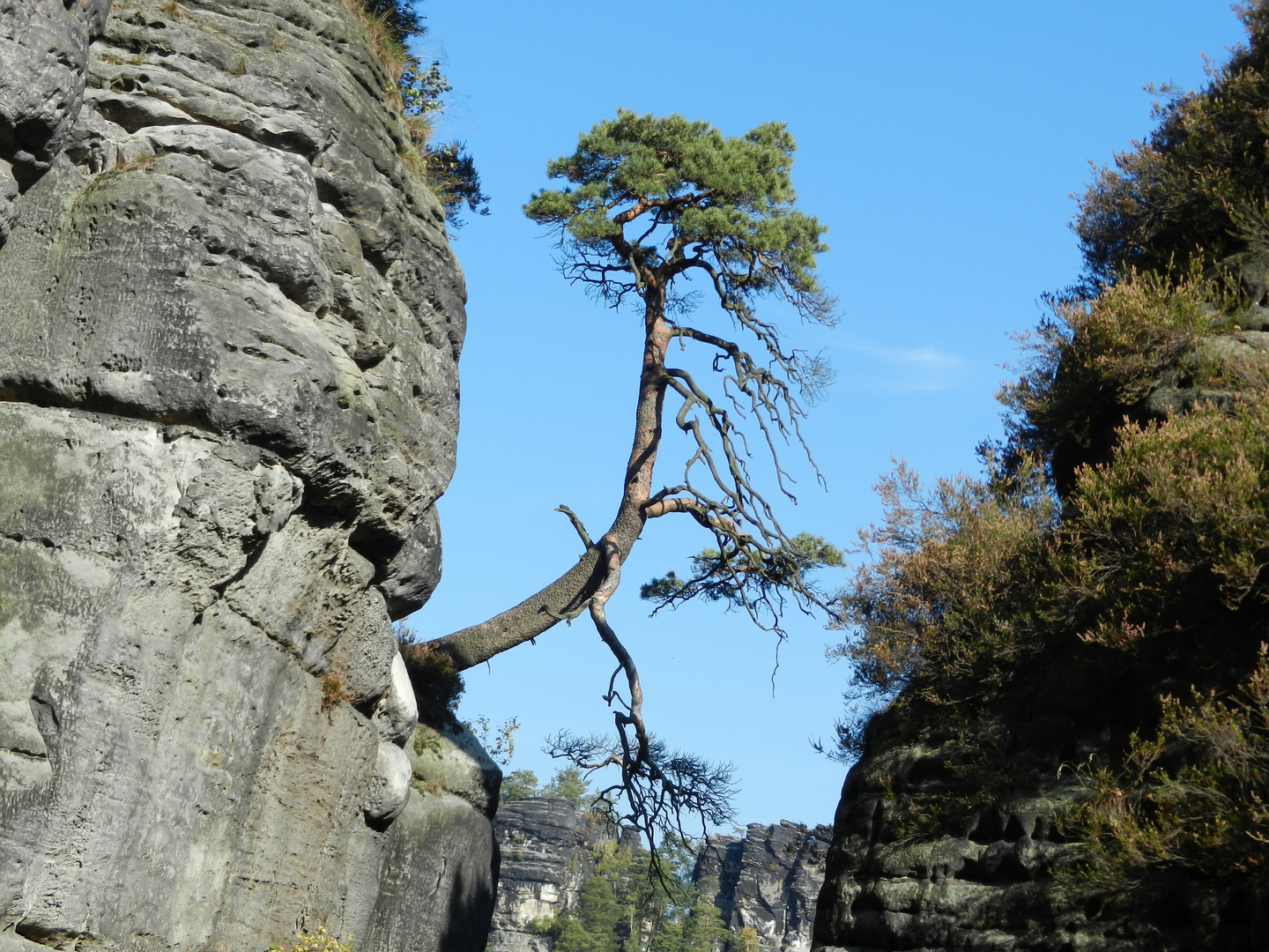 Baum im Fels