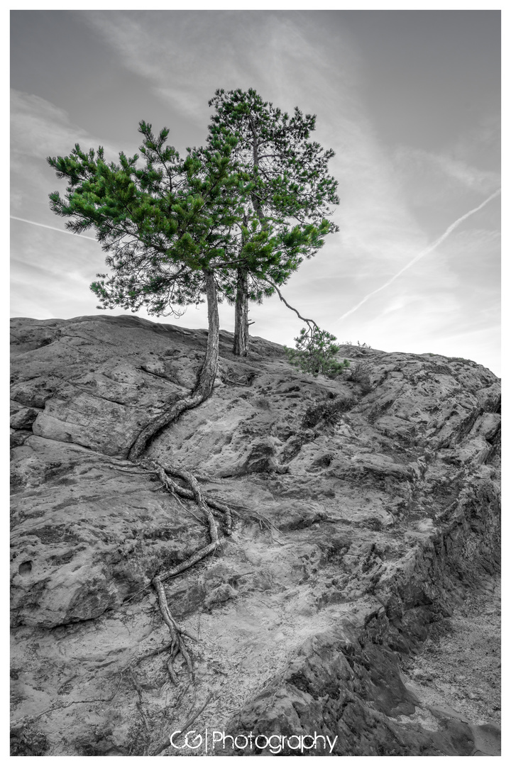 Baum im Fels 