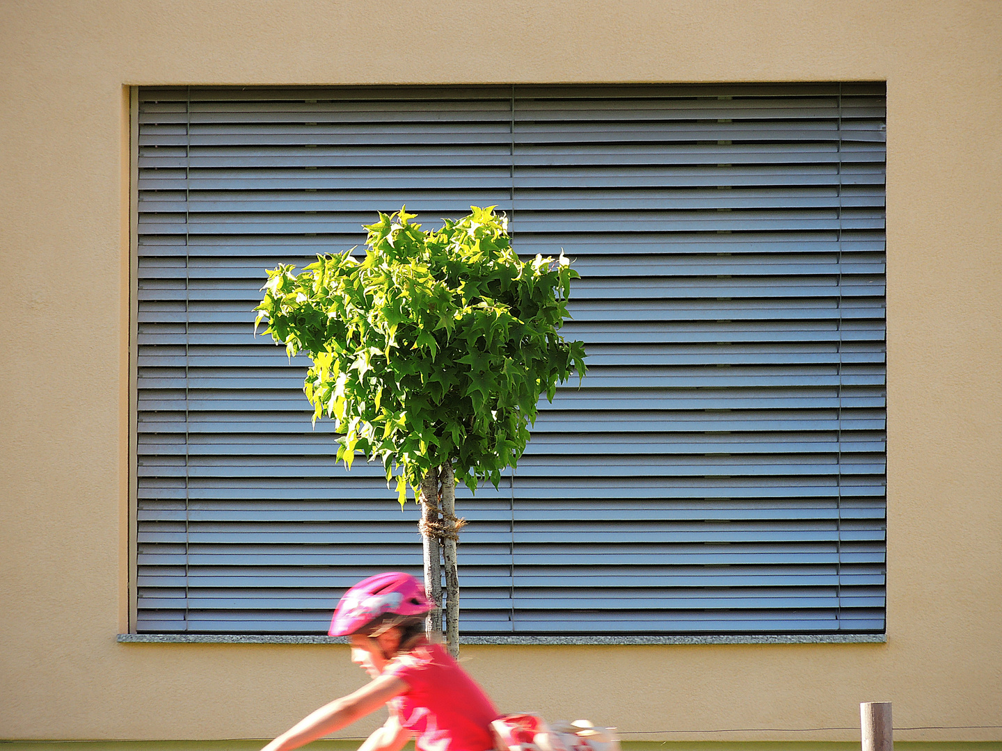 Baum im Fenster und das Kind