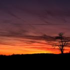 Baum im Feuerzauber