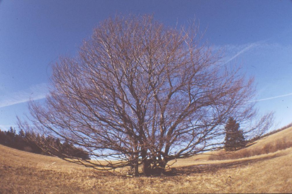 Baum im Fischauge