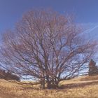 Baum im Fischauge