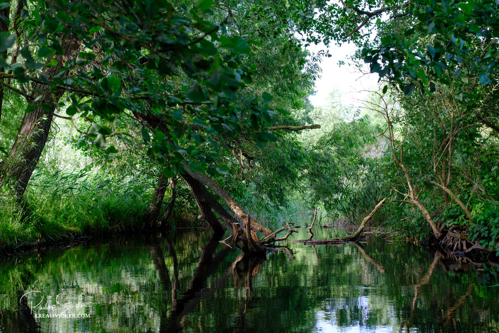 Baum im Fließ