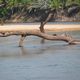 Baum im Fluss