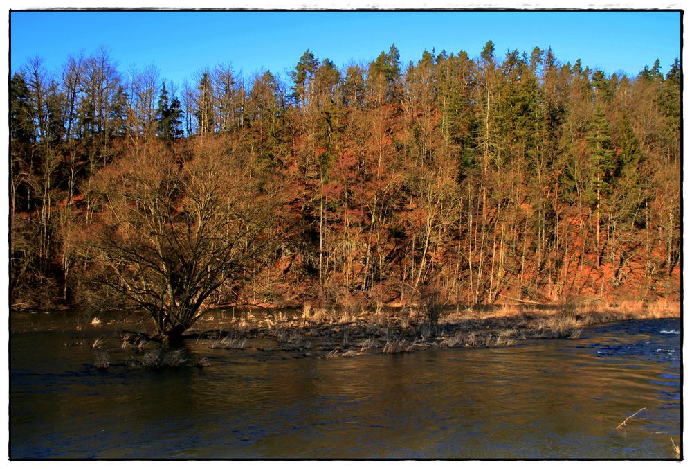 Baum im Fluß...