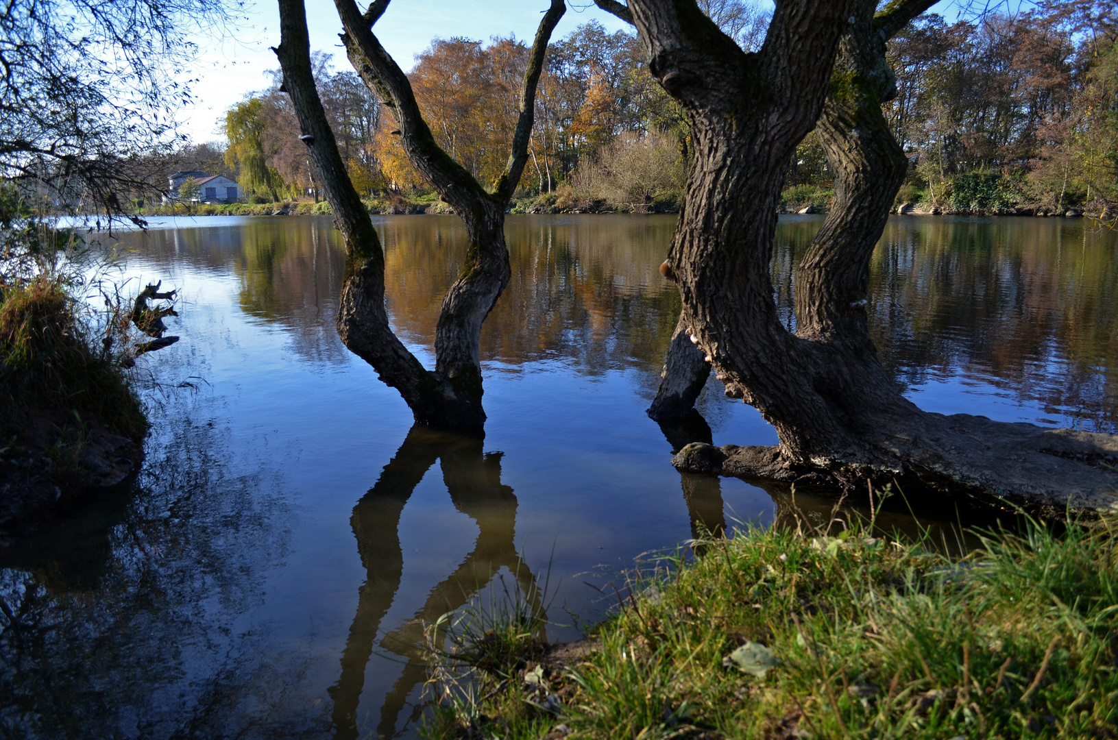 Baum im Fluss Foto Bild landschaft bach fluss see Baum im Fluss Foto Bild landschaft bach fluss see