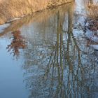 Baum im Fluss