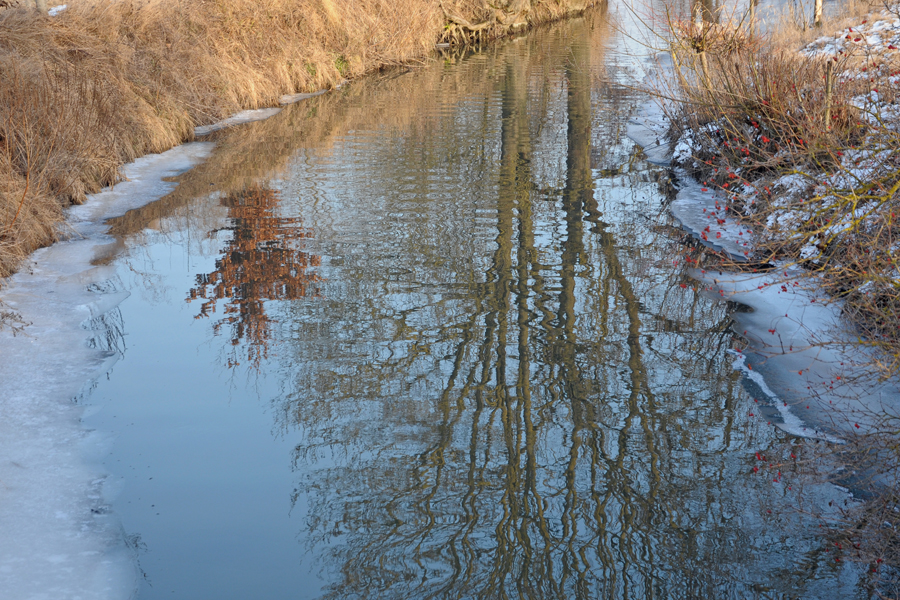 Baum im Fluss