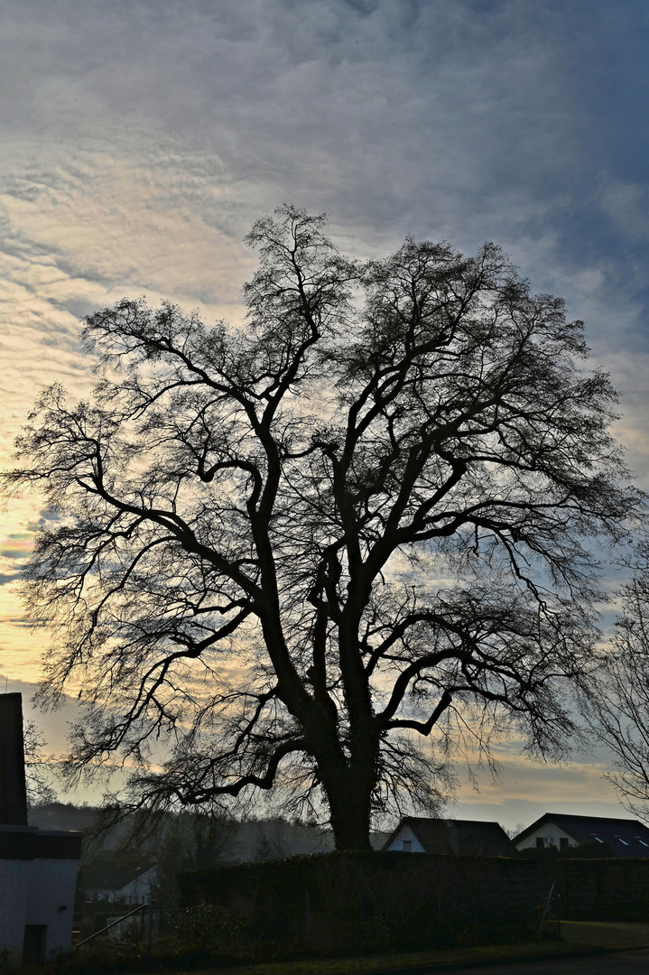 Baum im Friedhof