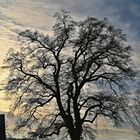 Baum im Friedhof