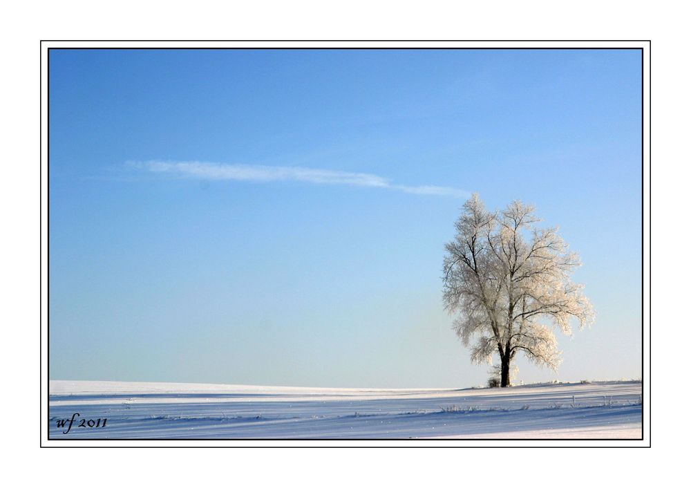 Baum im Frost