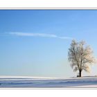 Baum im Frost