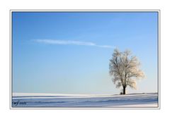 Baum im Frost