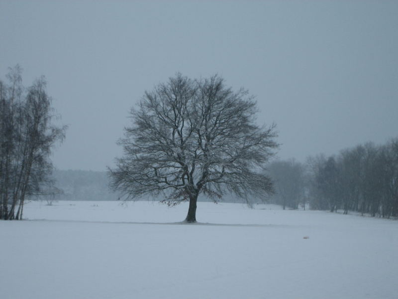 Baum im Frost