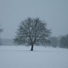 Baum im Frost