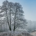 Baum im frostigen Winter