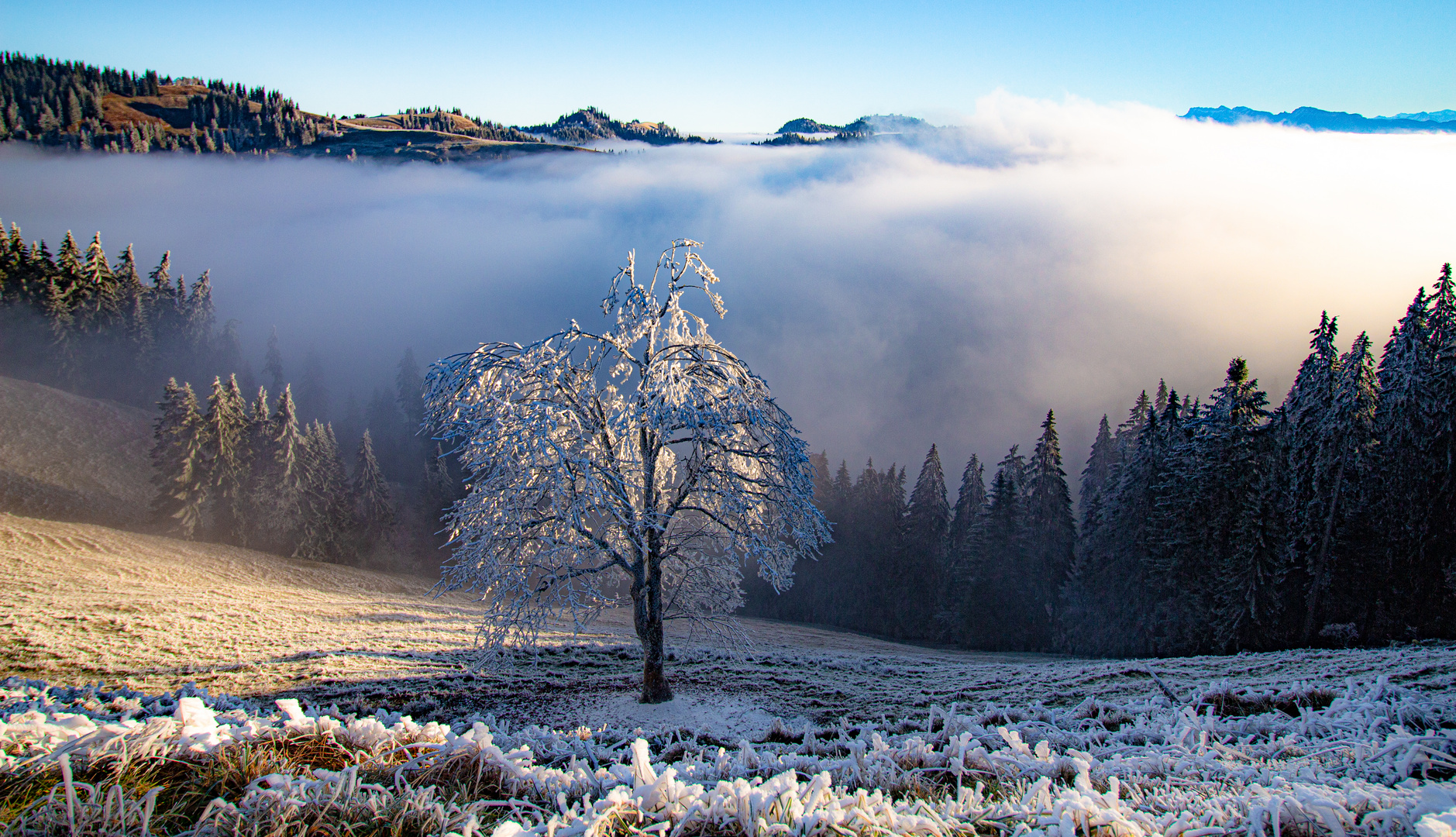 Baum im Frostkleid