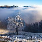 Baum im Frostkleid