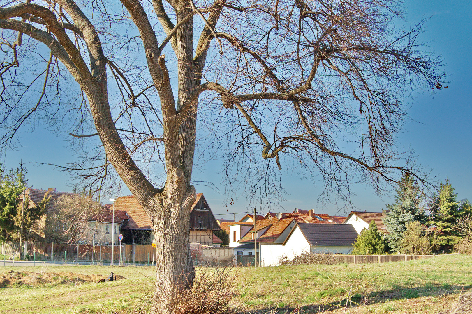 Baum im Frühjahr