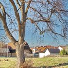 Baum im Frühjahr