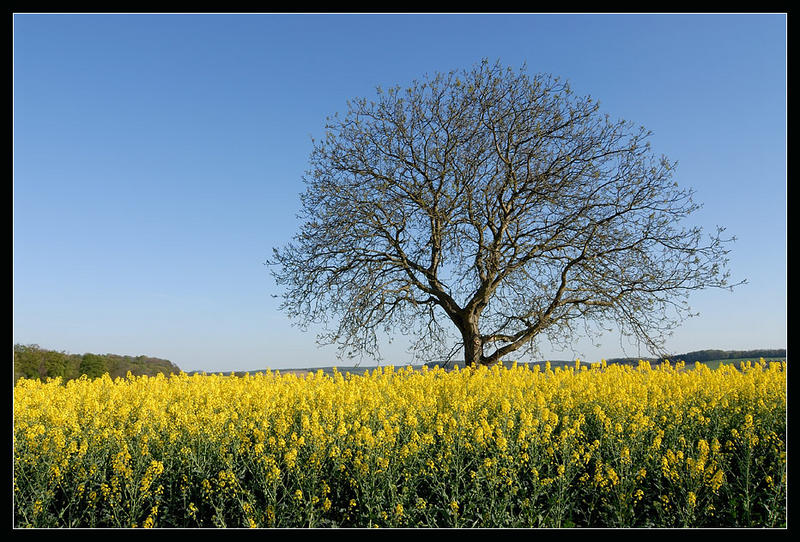 Baum im Frühjahr