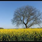 Baum im Frühjahr