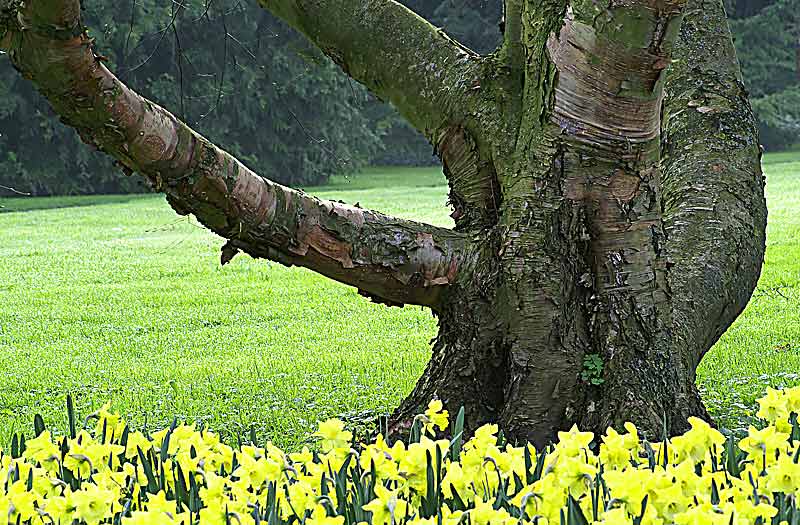 Baum im Frühjahr