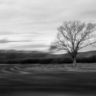 Baum im Frühjahr