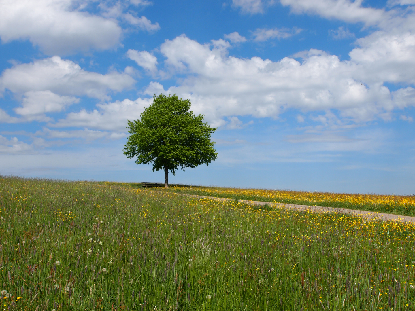 Baum im Frühling 2