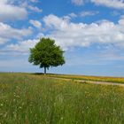 Baum im Frühling 2