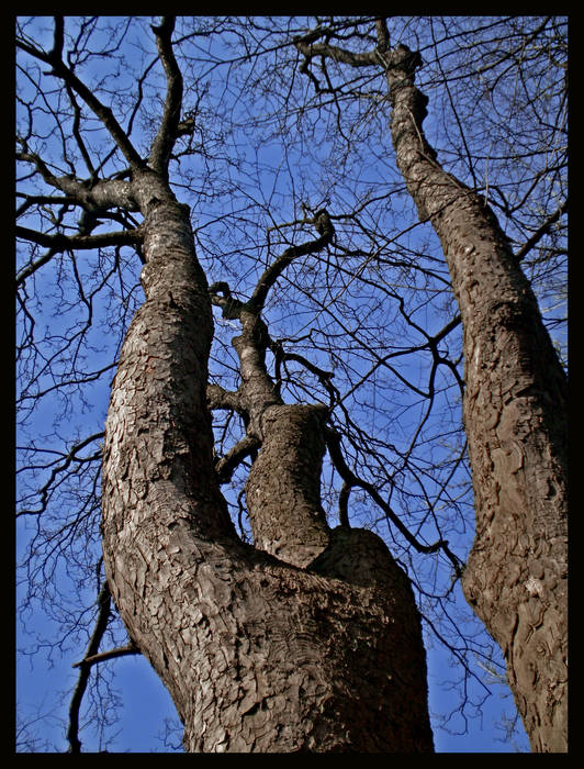 Baum im Frühling