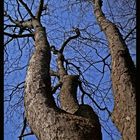 Baum im Frühling