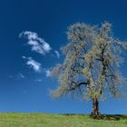 Baum im Frühling