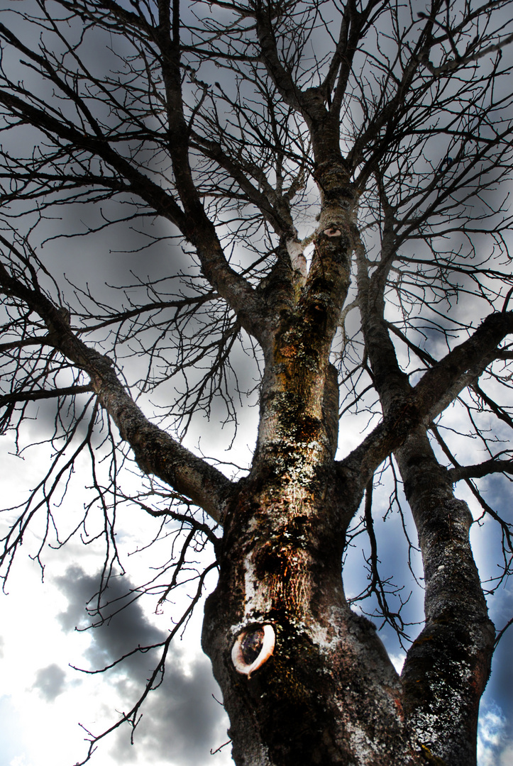 Baum im Frühling