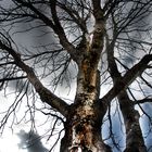 Baum im Frühling