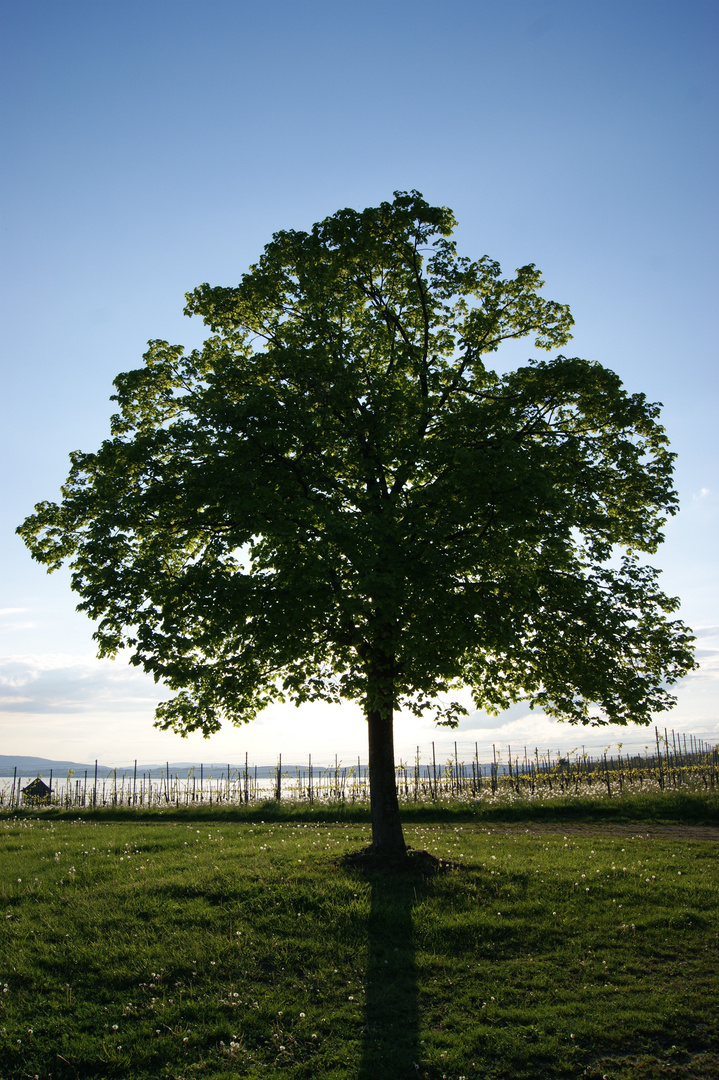 Baum im Frühling