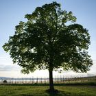 Baum im Frühling