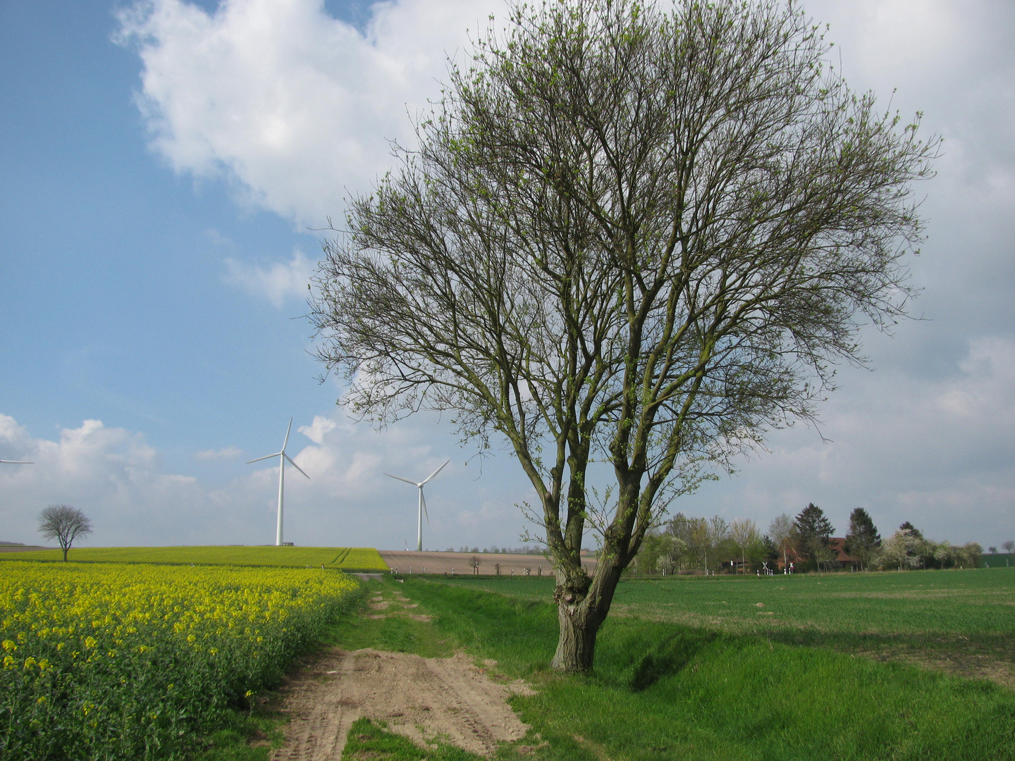 Baum im Frühling