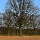 Baum im Frühling