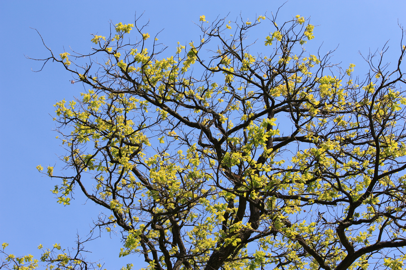 Baum im Frühling